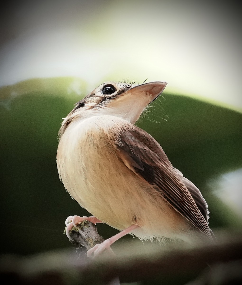 White-throated Spadebill (Eastern) - ML641410042