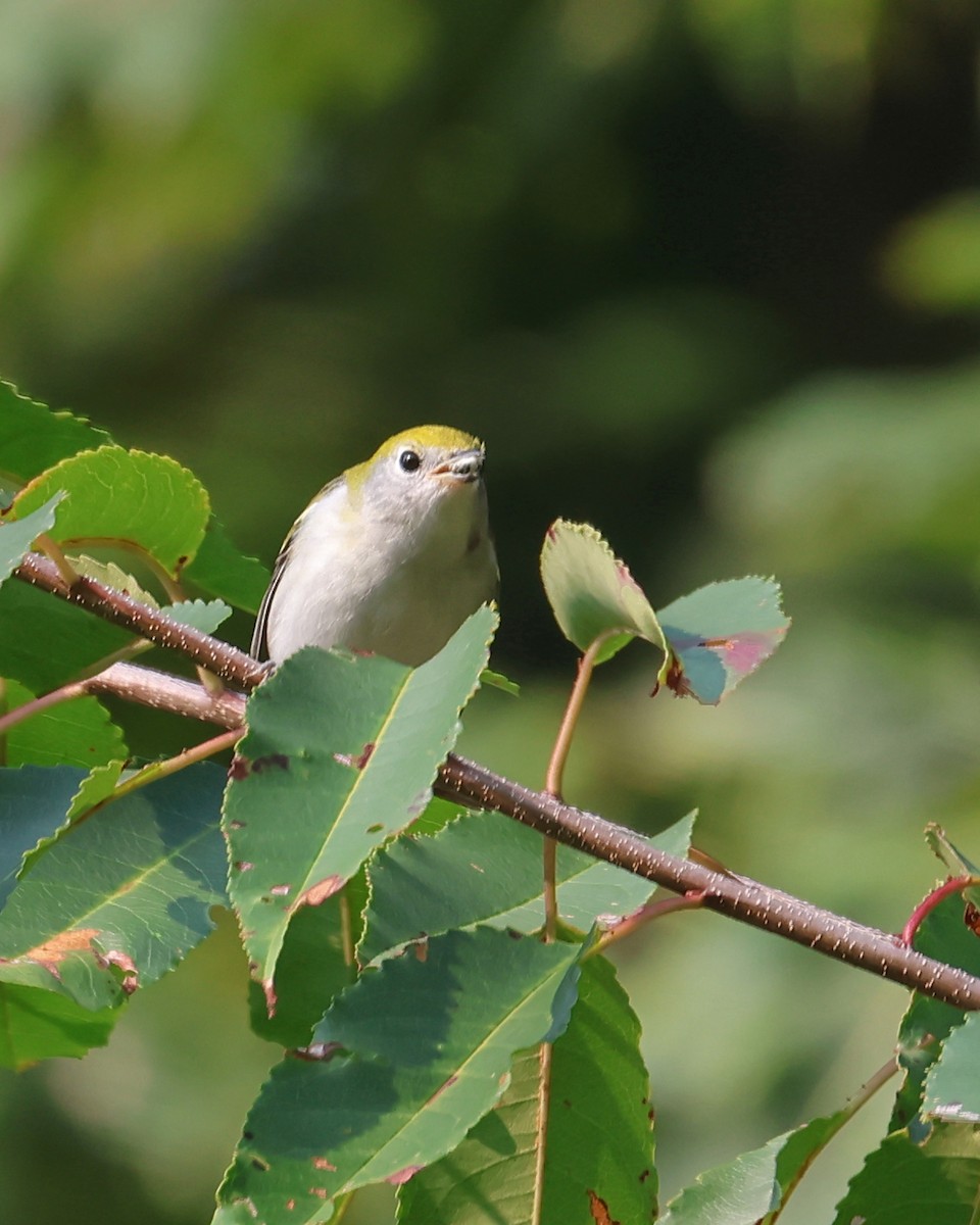 Chestnut-sided Warbler - ML641410043