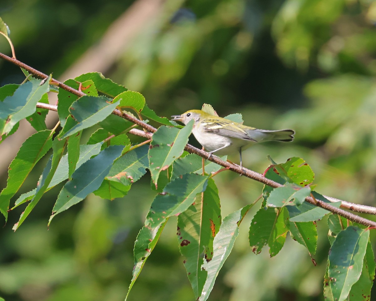 Chestnut-sided Warbler - ML641410063