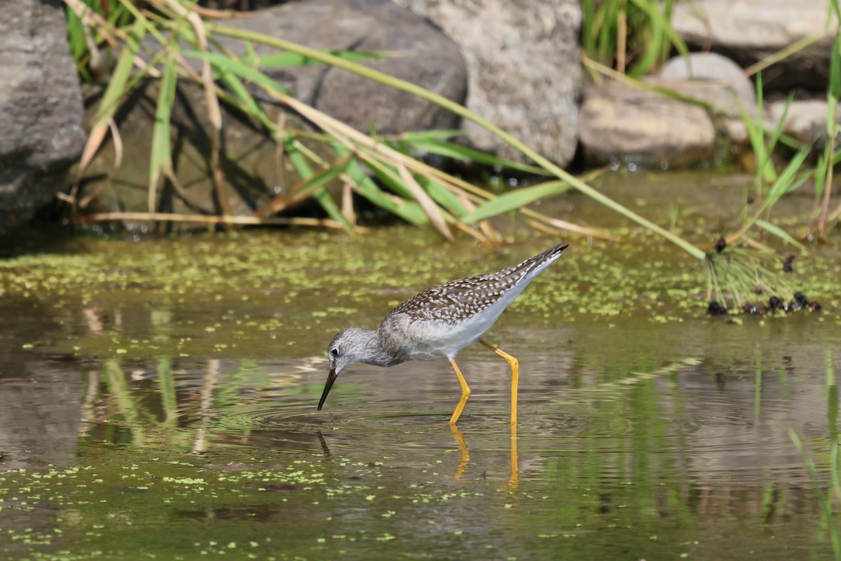 Lesser Yellowlegs - ML641410078
