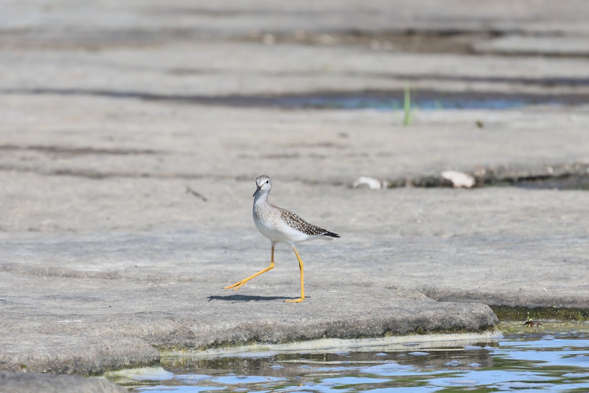 Lesser Yellowlegs - ML641410096