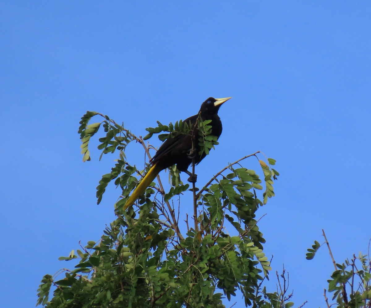 soldatoropendola - ML641410099
