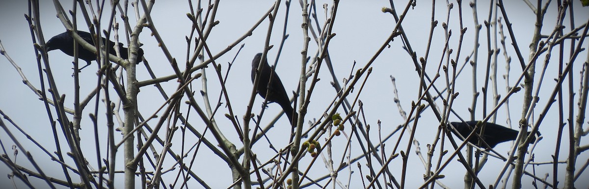 Shiny Cowbird - ML641410103