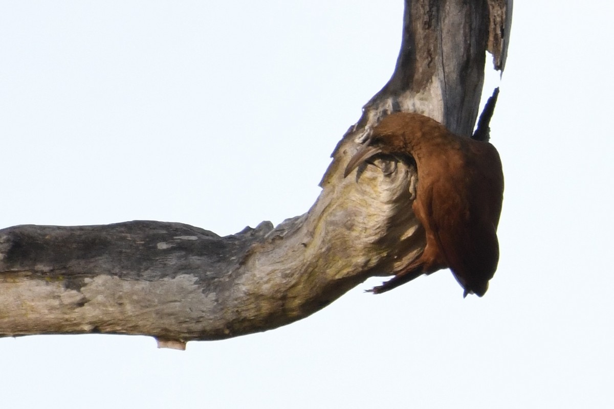 Great Rufous Woodcreeper - ML641410104