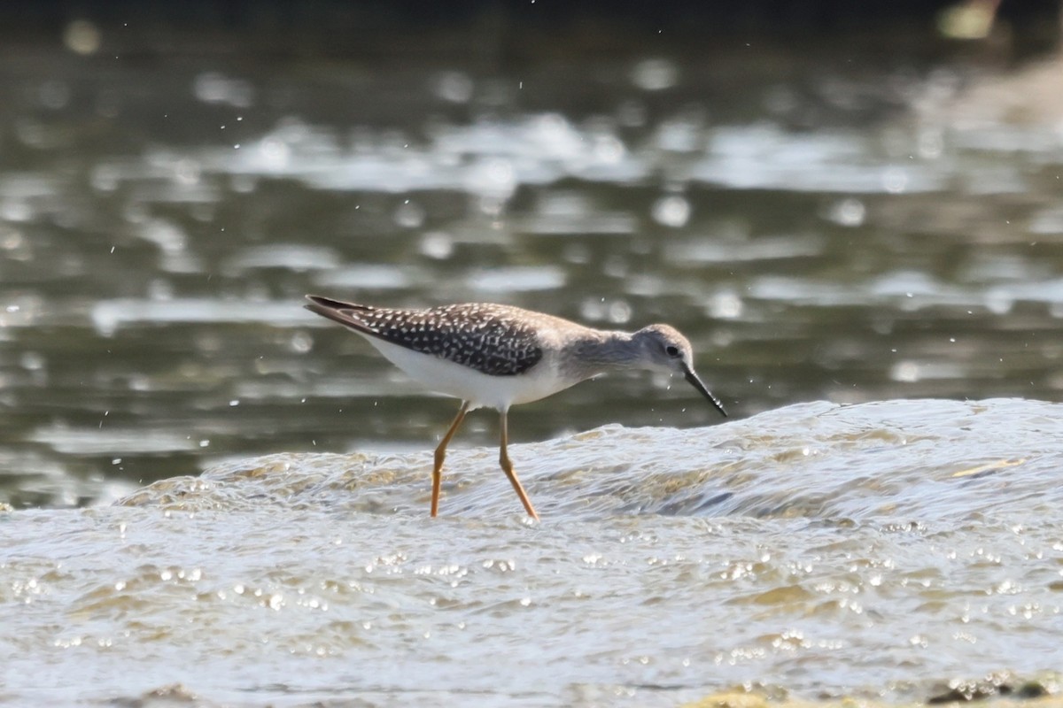 Lesser Yellowlegs - ML641410114