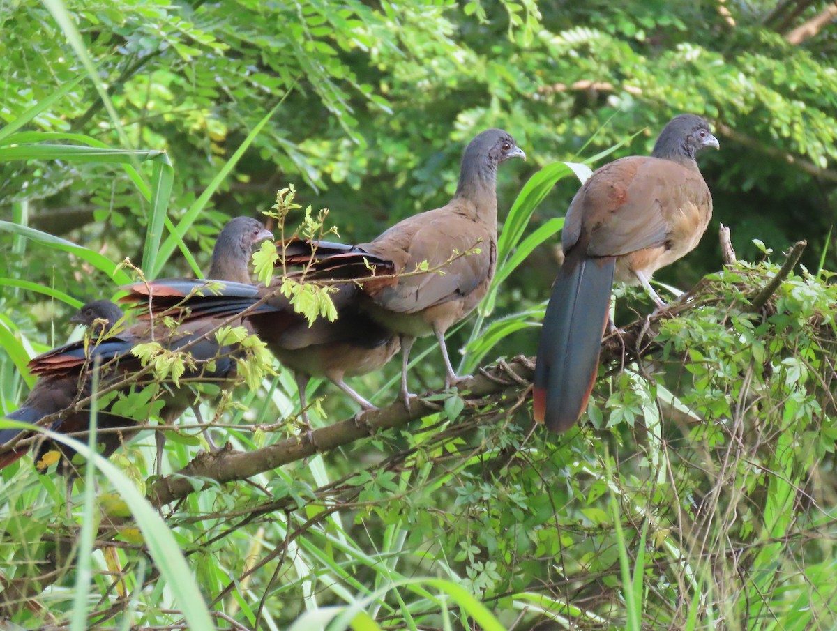 Rufous-vented Chachalaca - ML641410119