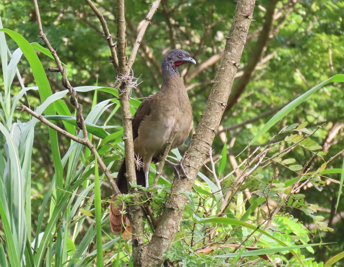 Rufous-vented Chachalaca - ML641410120