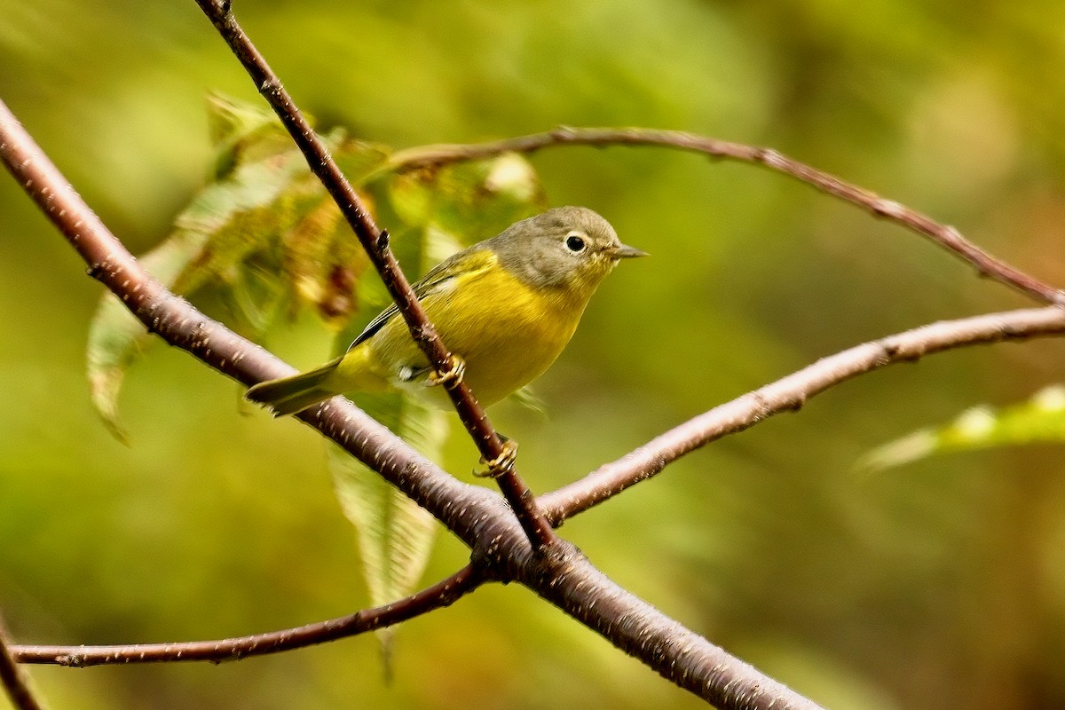 Nashville Warbler - ML641410138