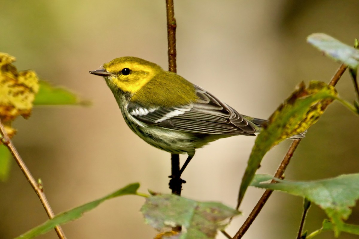 Black-throated Green Warbler - ML641410150