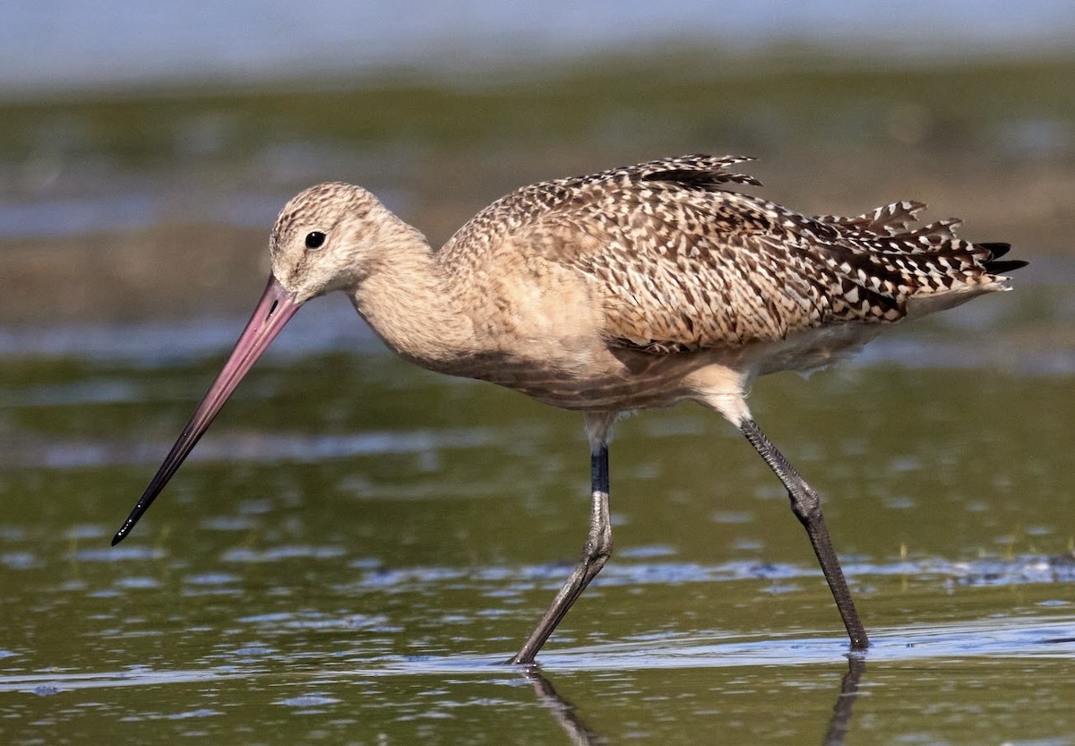 Marbled Godwit - ML641410166