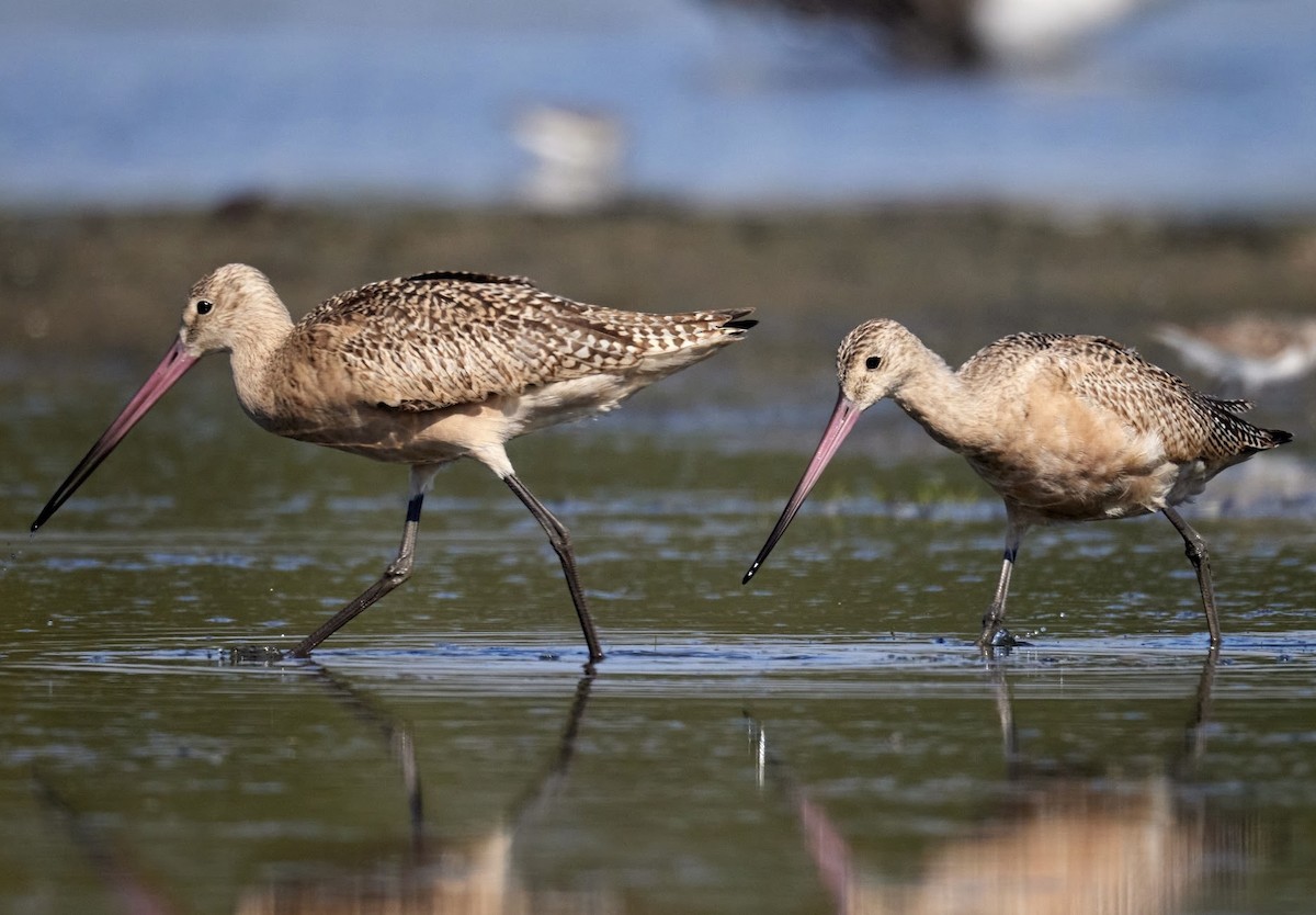 Marbled Godwit - ML641410167