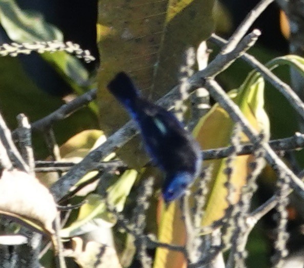 Opal-rumped Tanager - ML641410214