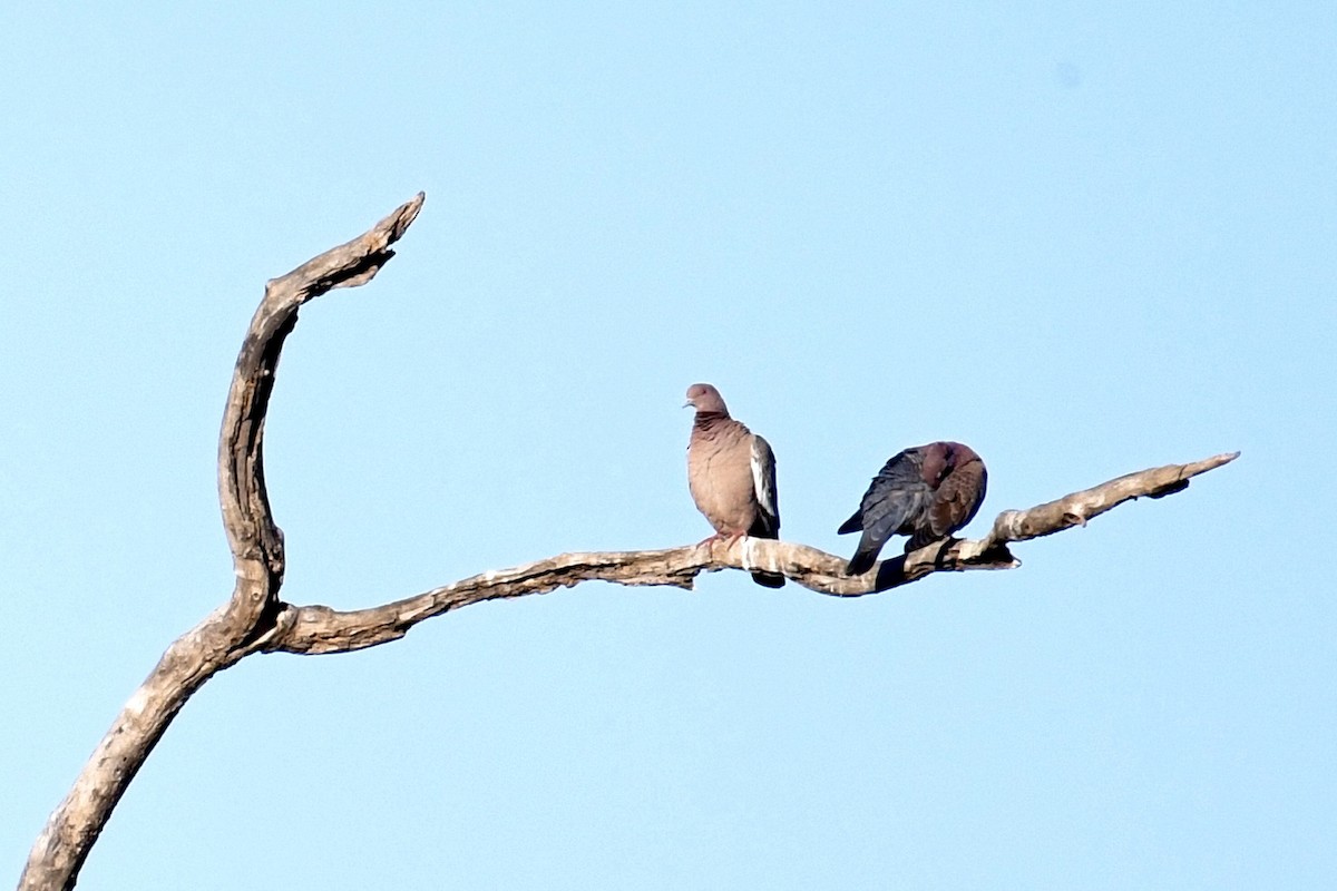 Picazuro Pigeon - ML641410221