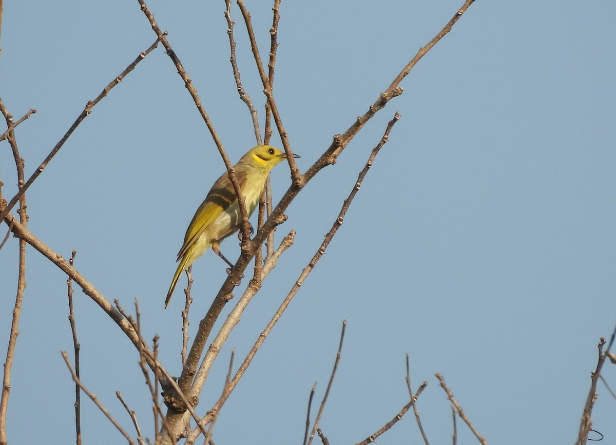 Yellow-tinted Honeyeater - ML641410253