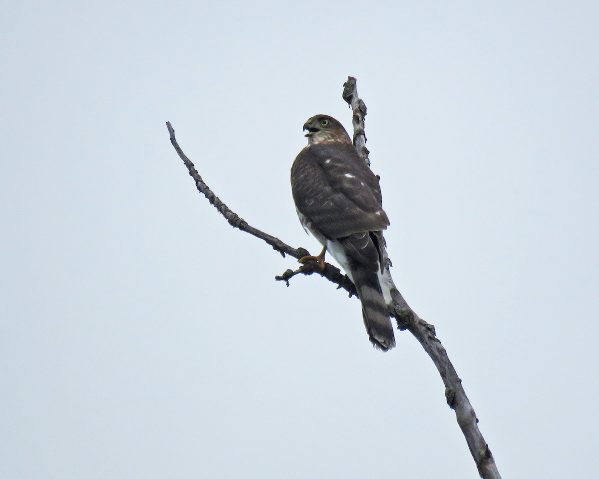 Sharp-shinned Hawk - ML641410260