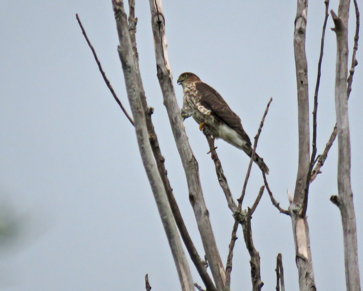 Sharp-shinned Hawk - ML641410261