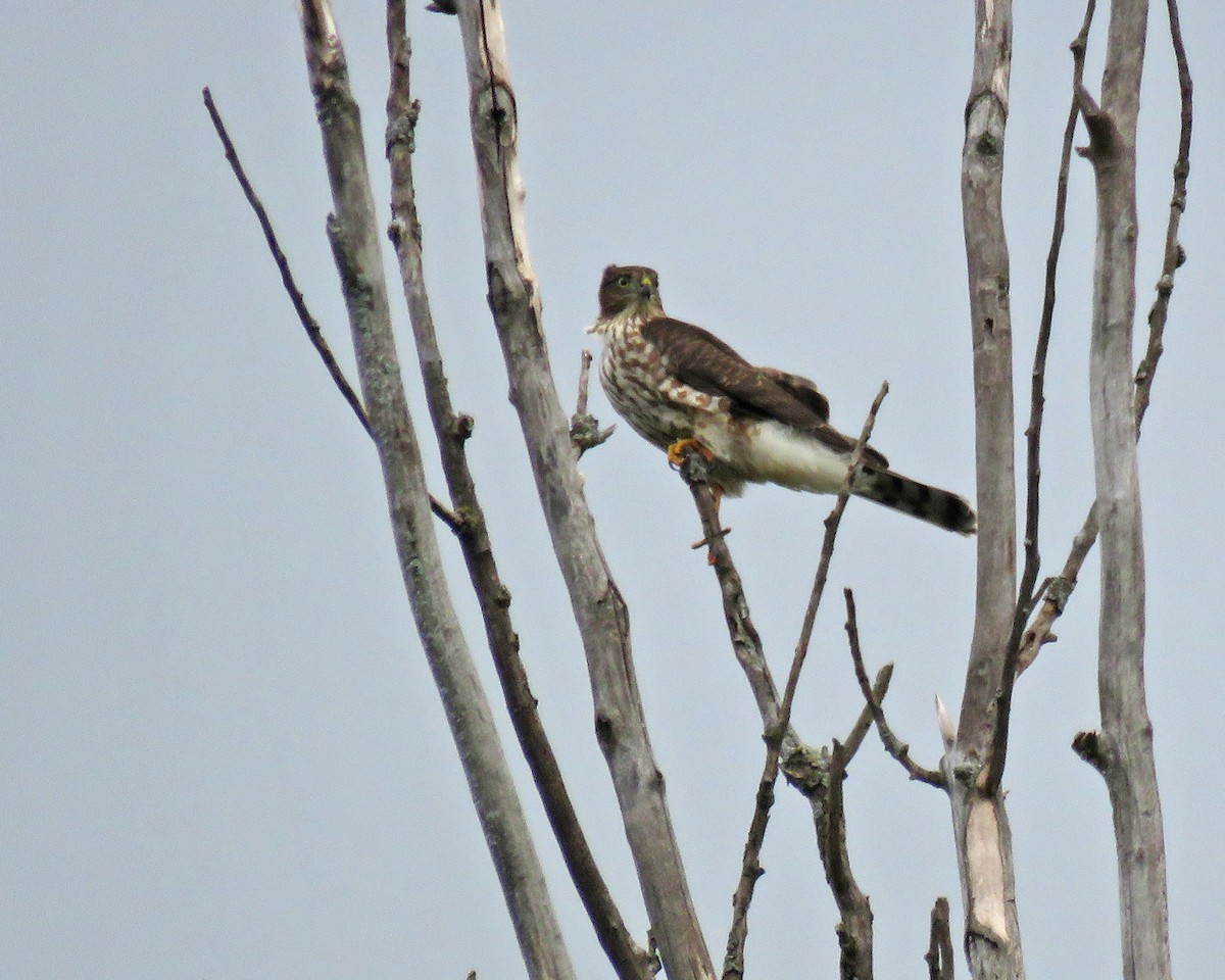 Sharp-shinned Hawk - ML641410262