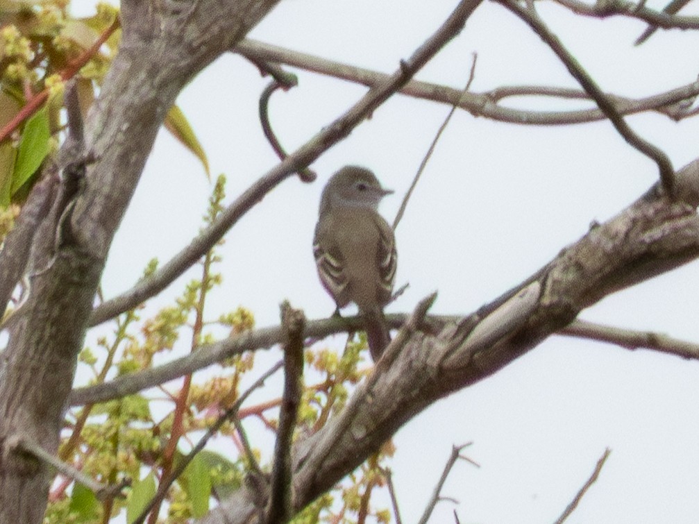 Southern Scrub-Flycatcher - ML641410274