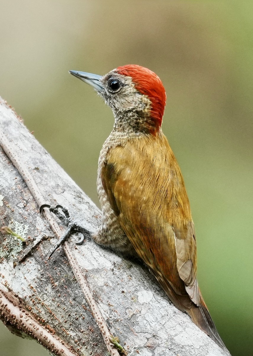 Little Woodpecker - ML641410279