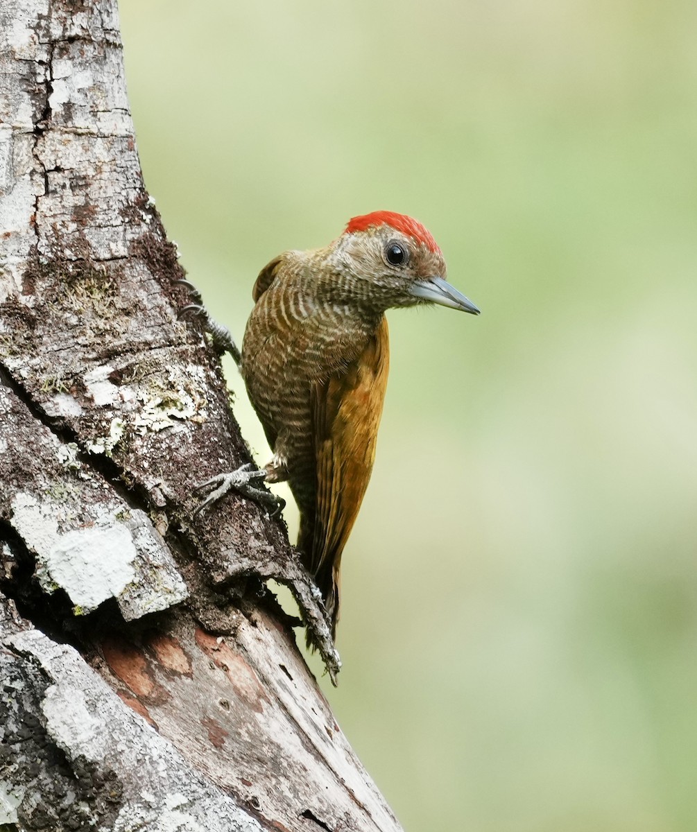 Little Woodpecker - ML641410280