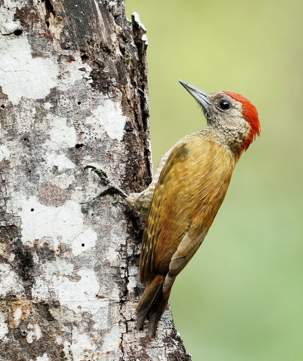 Little Woodpecker - ML641410281
