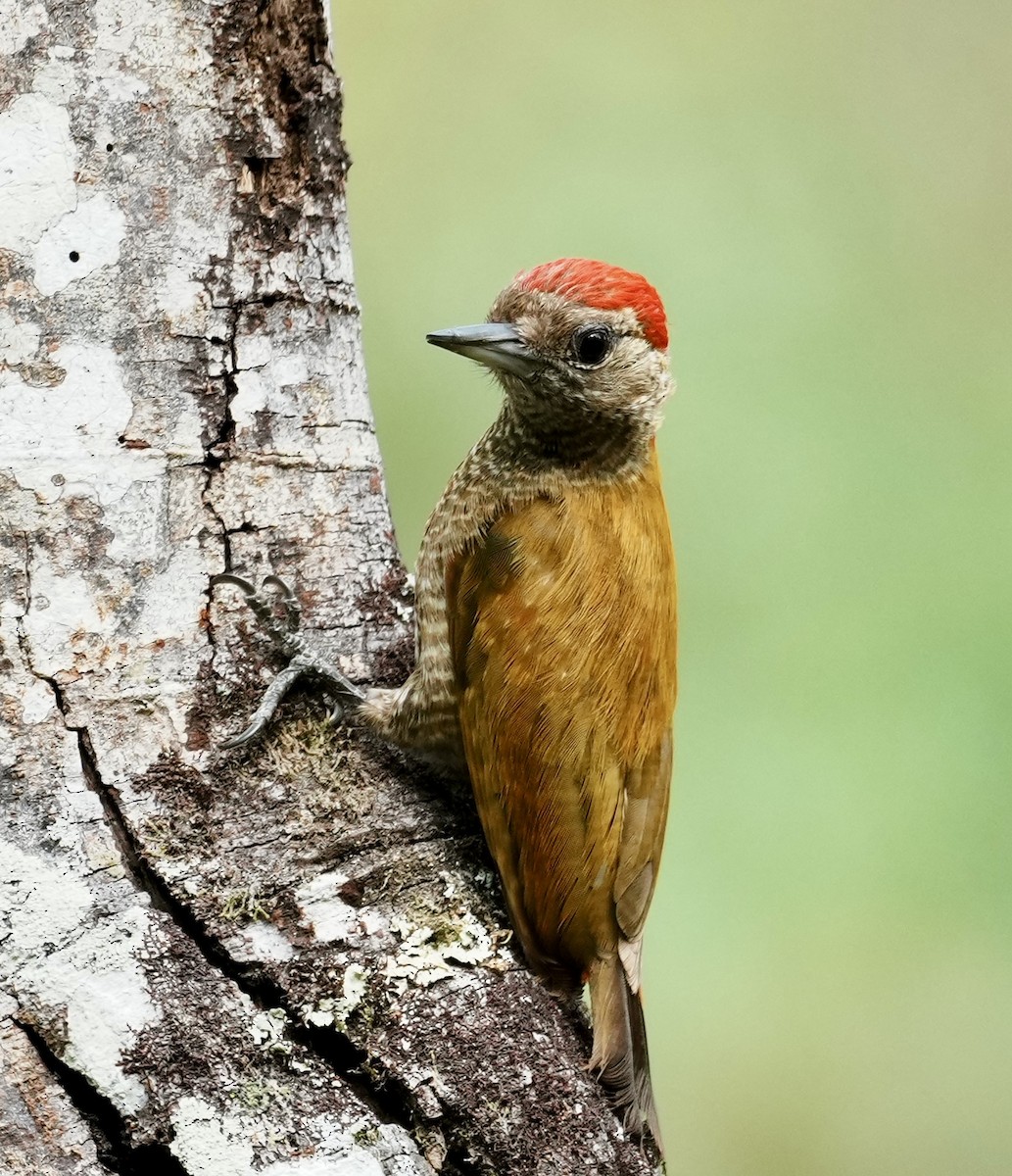 Little Woodpecker - ML641410282