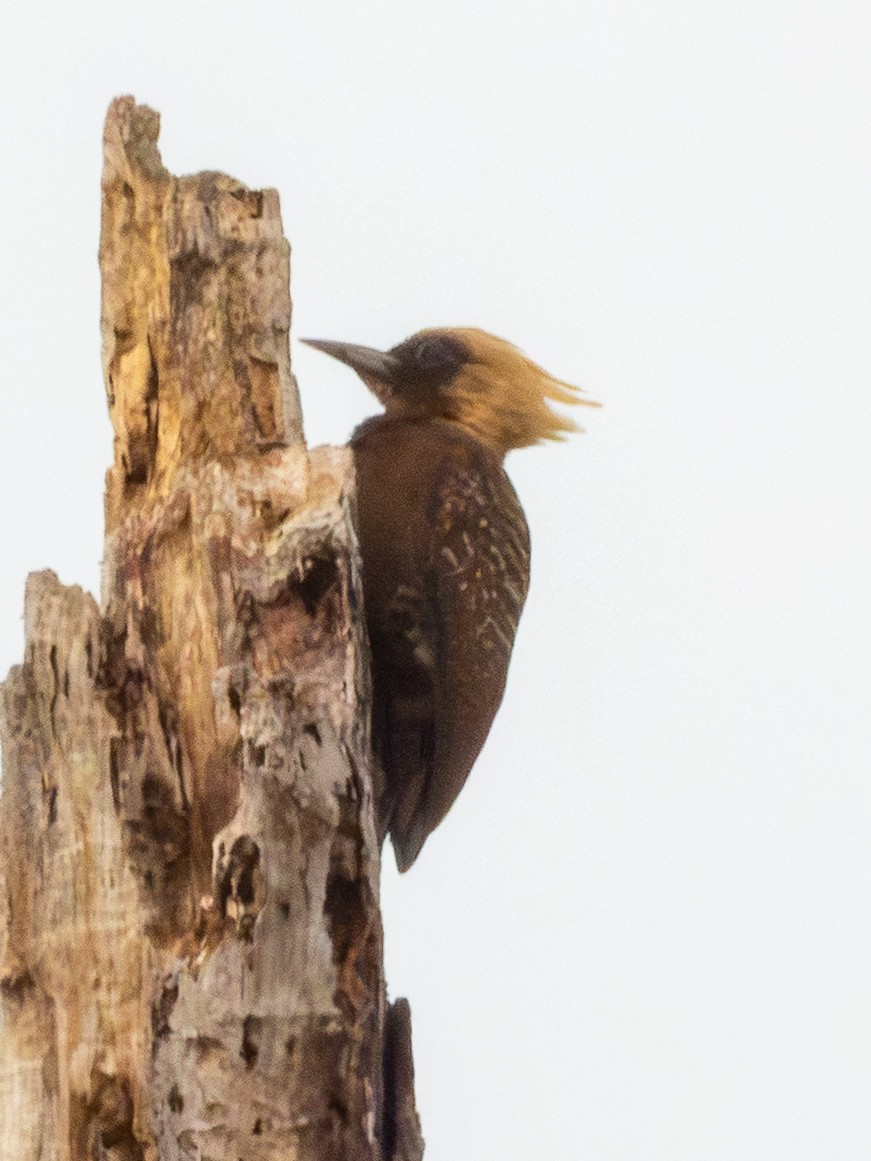 Pale-crested Woodpecker - ML641410296
