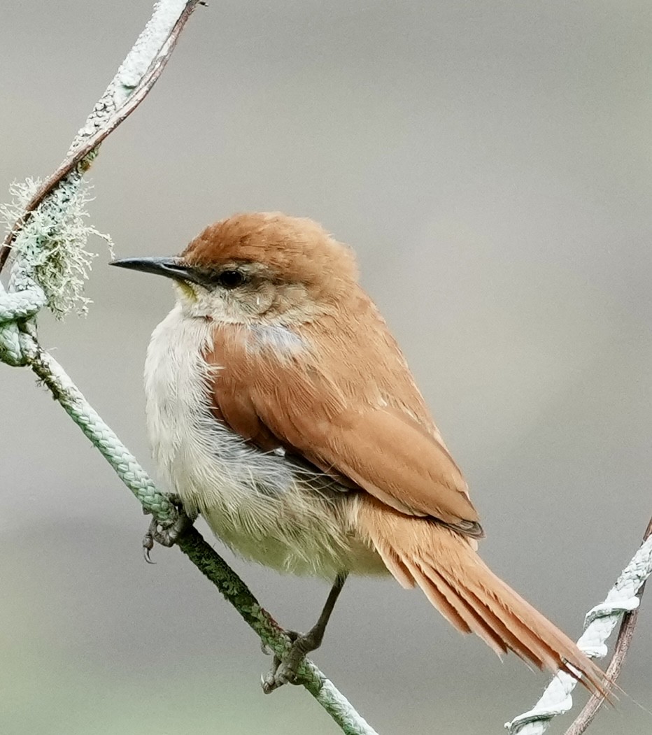 Yellow-chinned Spinetail - ML641410313