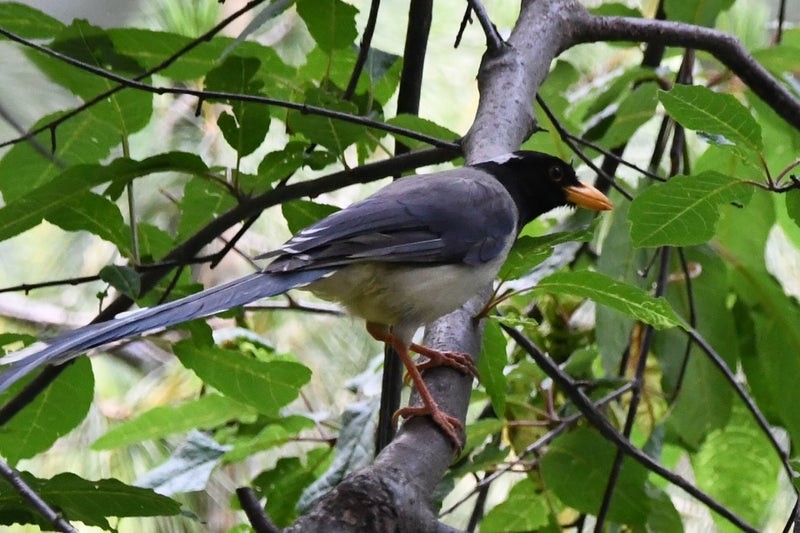 Yellow-billed Blue-Magpie - ML641410339