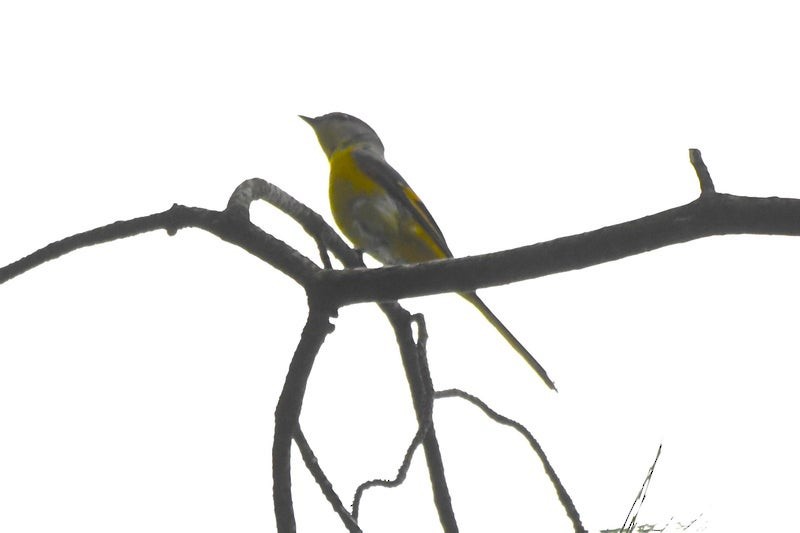 Long-tailed Minivet - ML641410363