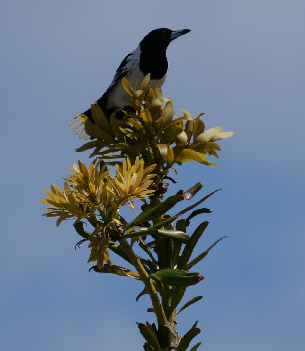 Pied Butcherbird - ML641410372
