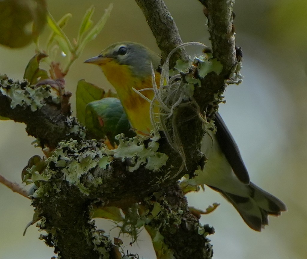 Northern Parula - ML641410407