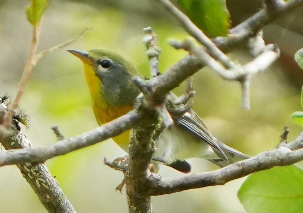 Northern Parula - ML641410409