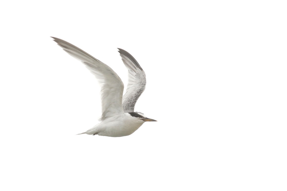 Least Tern - ML641410412
