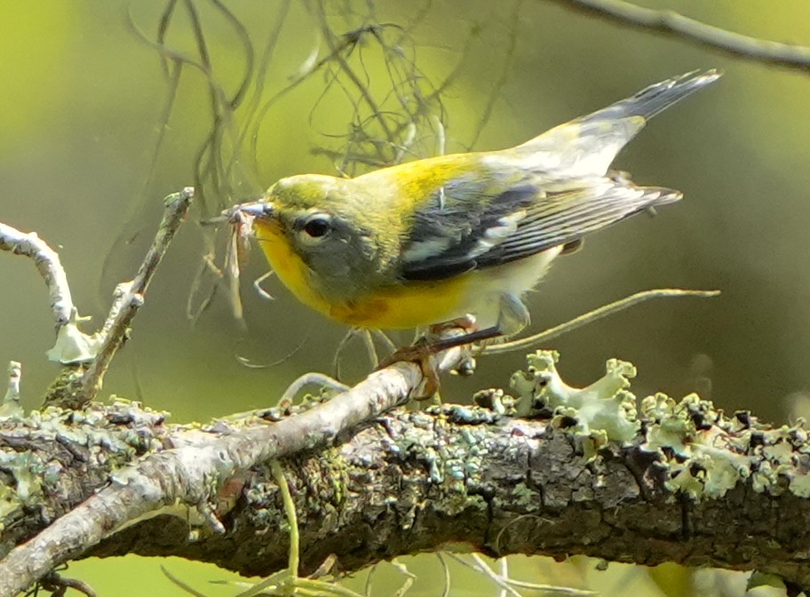 Northern Parula - ML641410427
