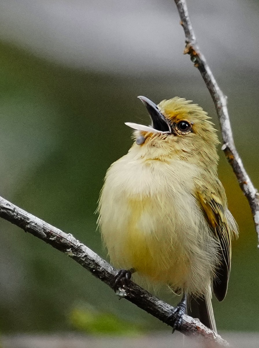 Tyranneau à poitrine jaune - ML641410432