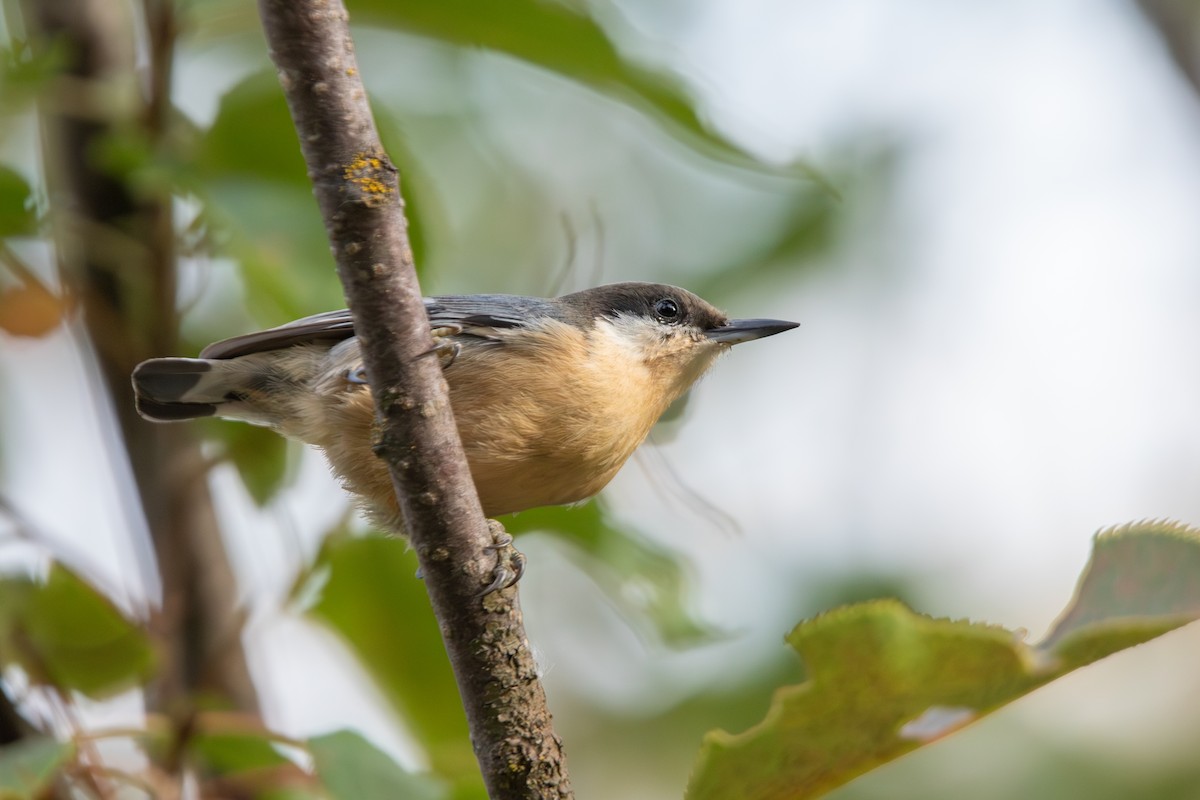 Pygmy Nuthatch - ML641410449