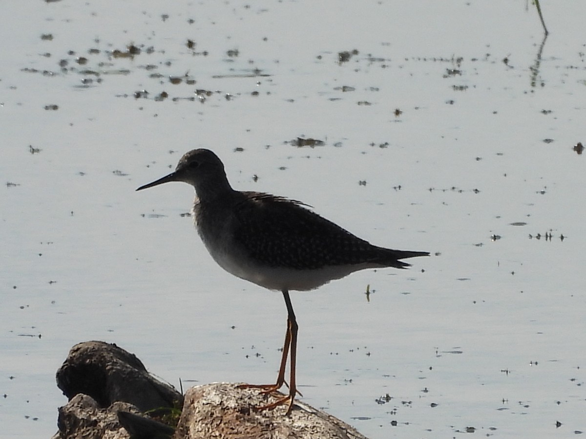 Lesser Yellowlegs - ML641410460