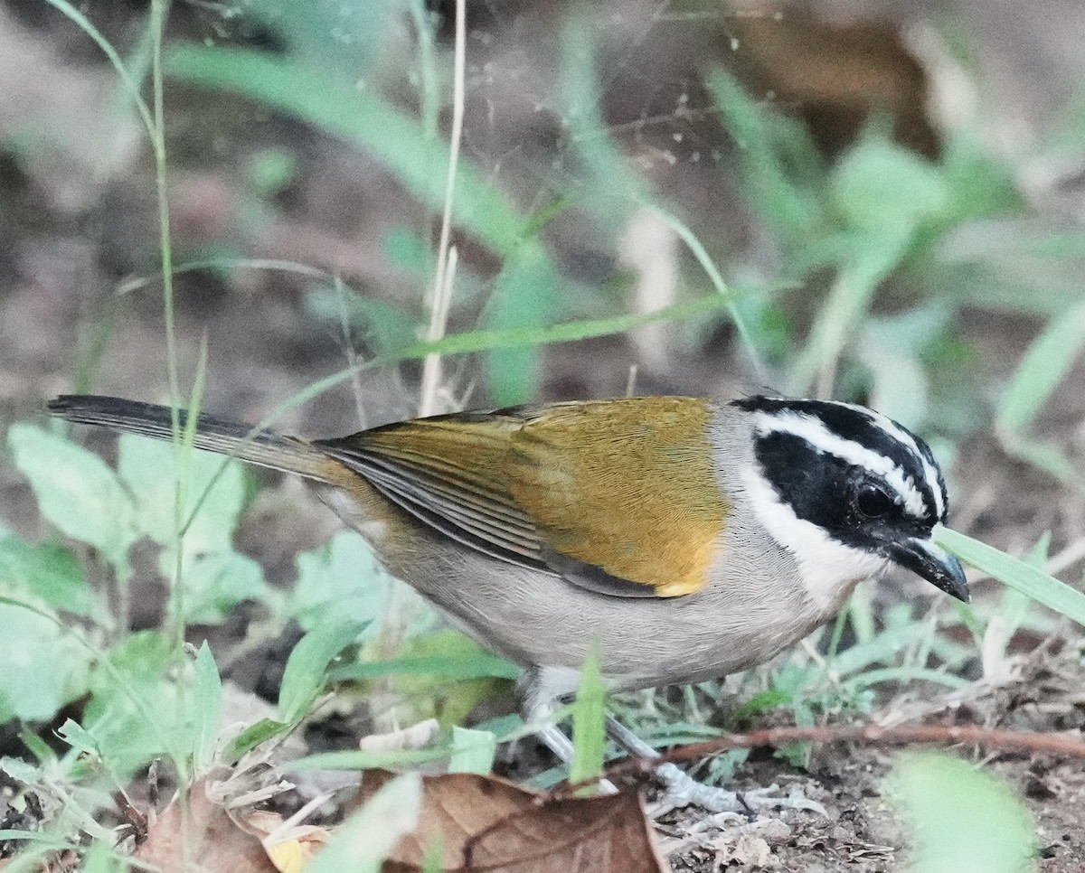 Tohi silencieux (taciturnus/nigrirostris) - ML641410461
