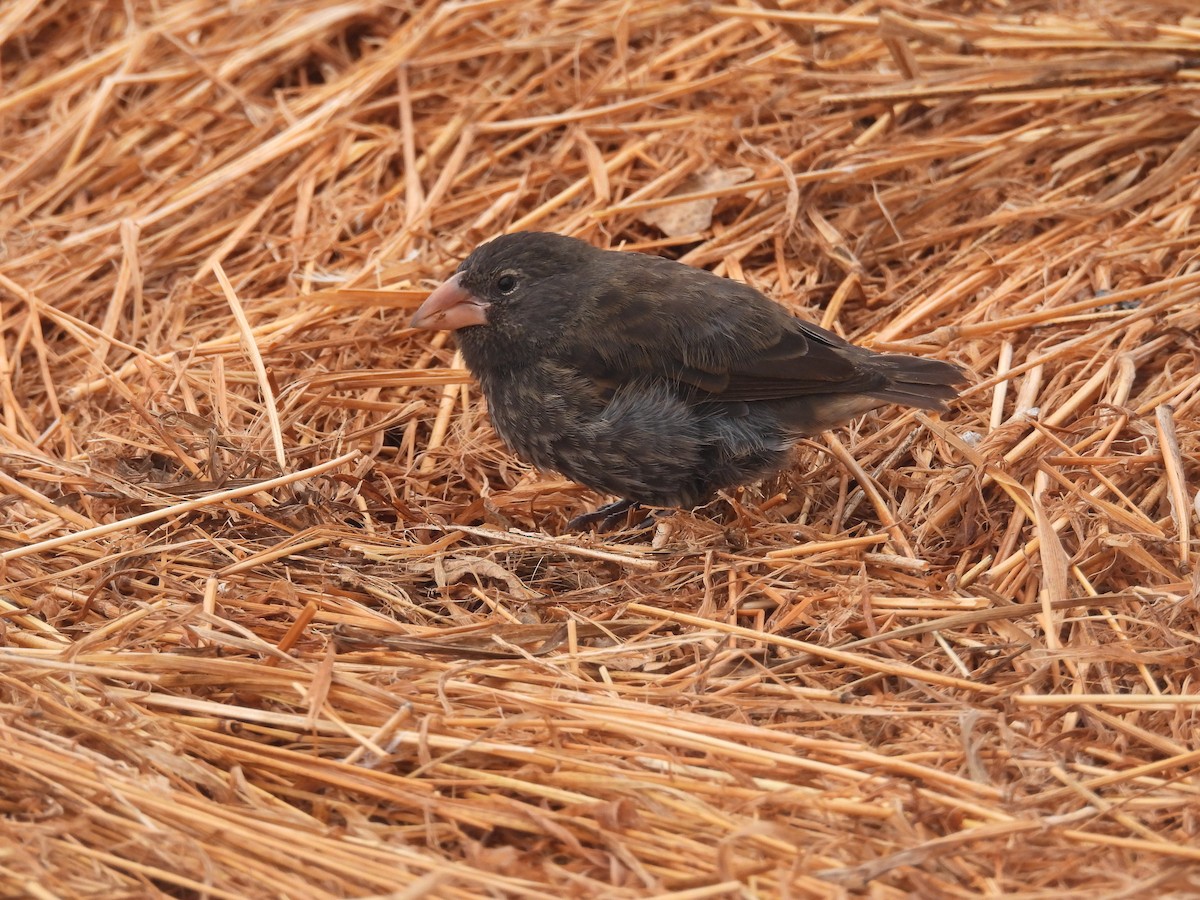 Genovesa Cactus-Finch - ML641410477