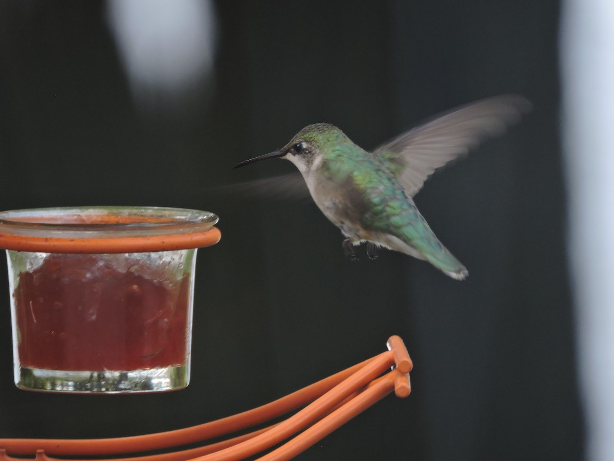 Ruby-throated Hummingbird - ML641410479