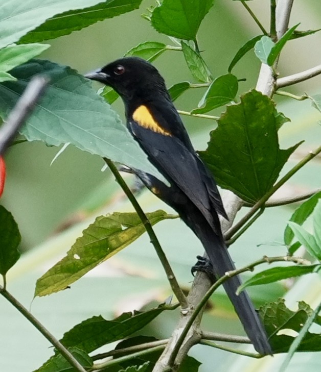 Oriole variable (tibialis) - ML641410480