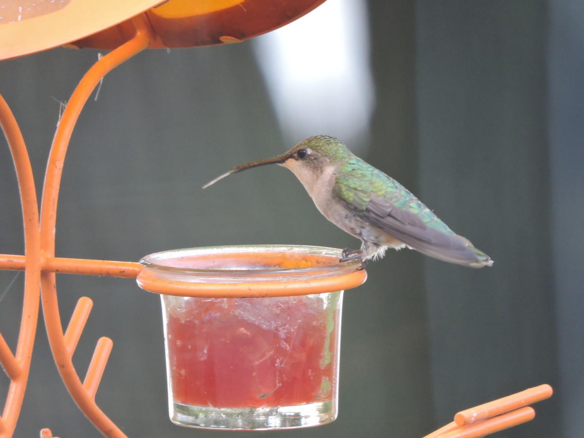 Ruby-throated Hummingbird - ML641410488