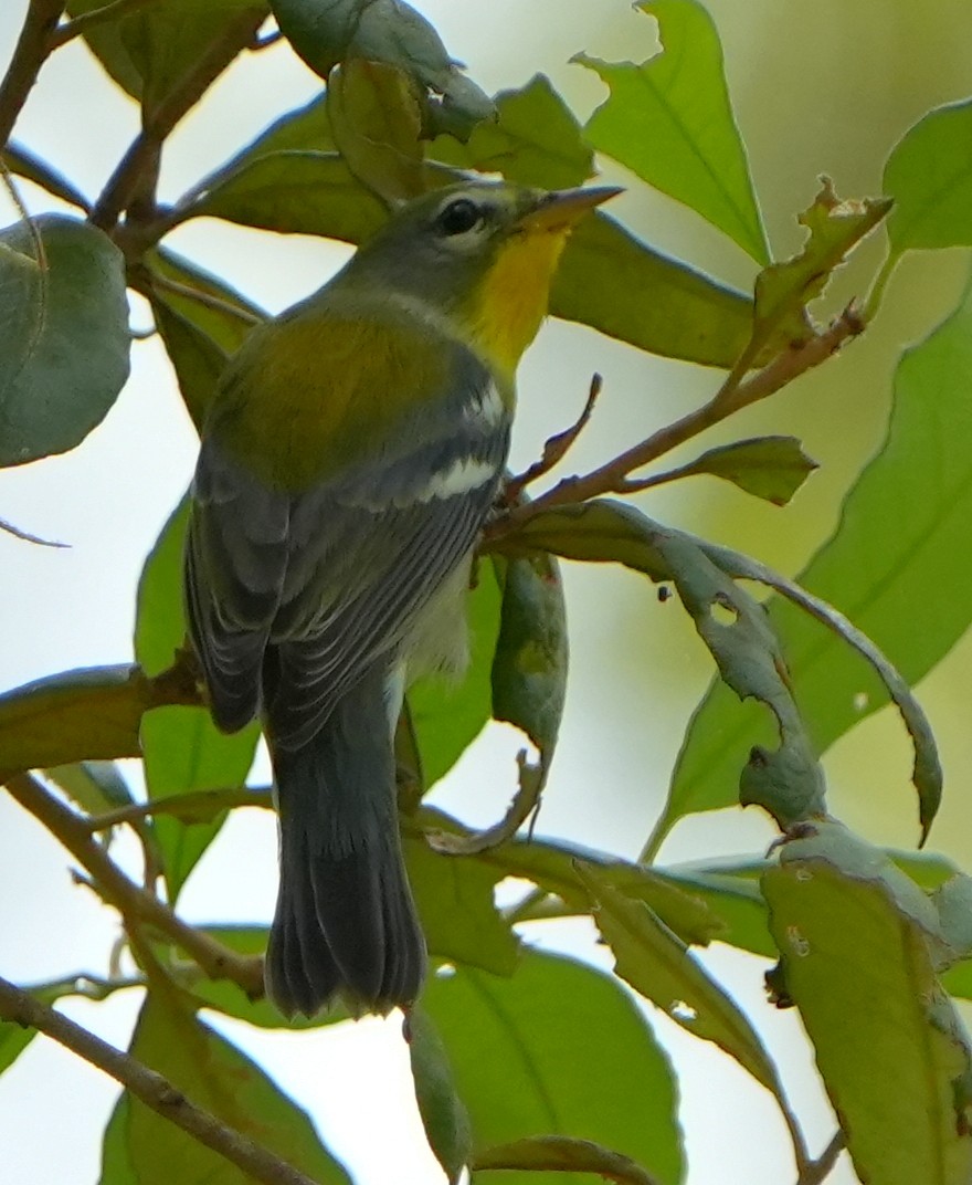 Northern Parula - ML641410497