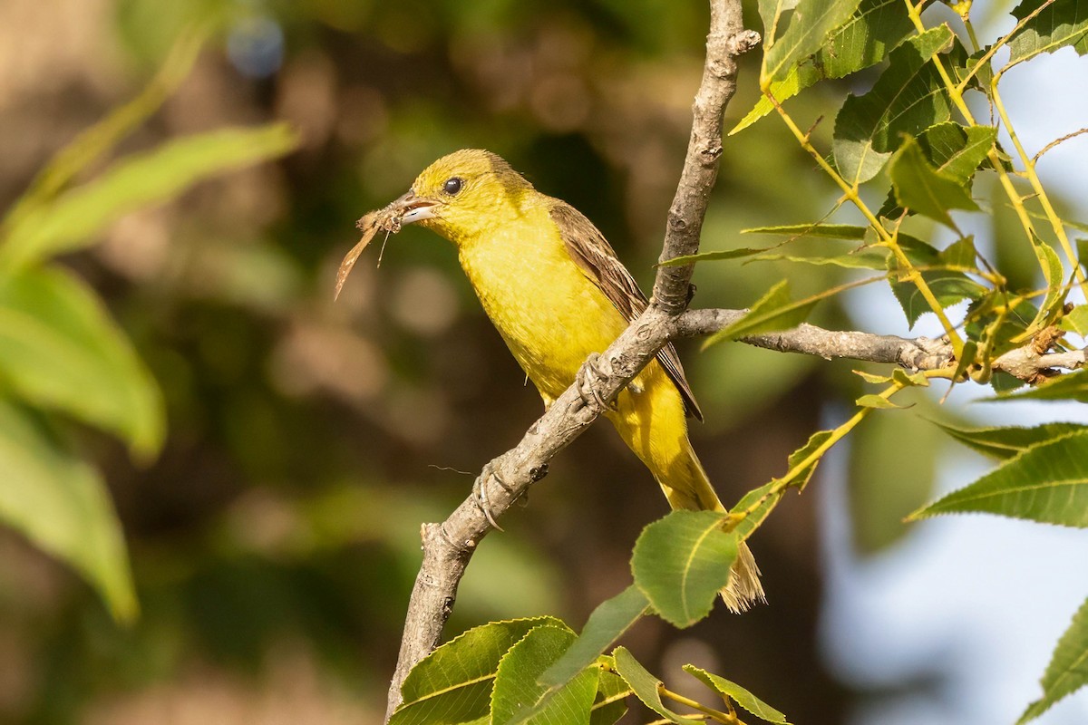 Orchard Oriole - ML641410500