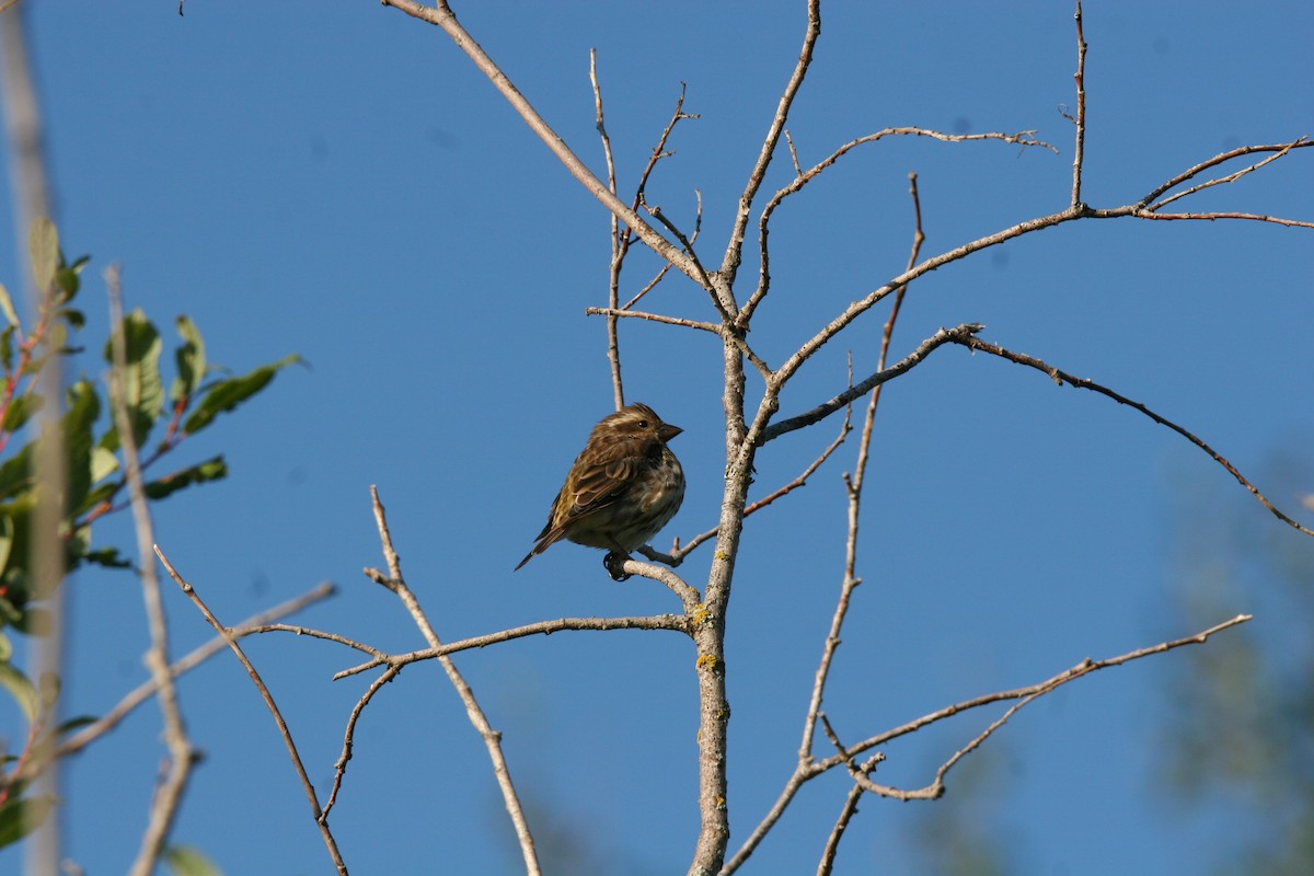Purple Finch - ML641410515
