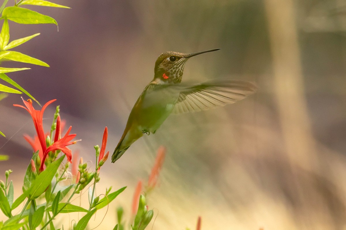 Colibrí Rufo - ML641410518