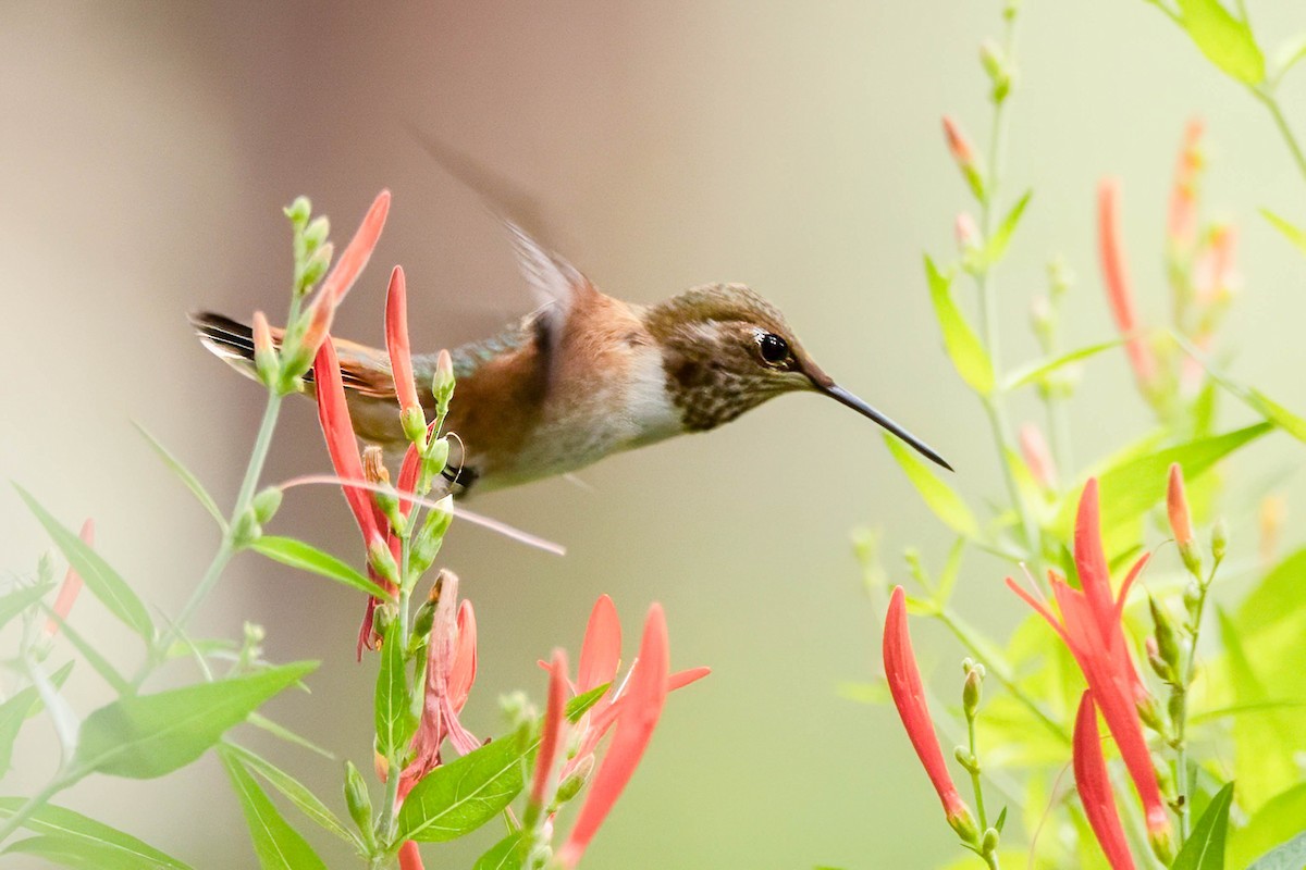 Colibrí Rufo - ML641410519