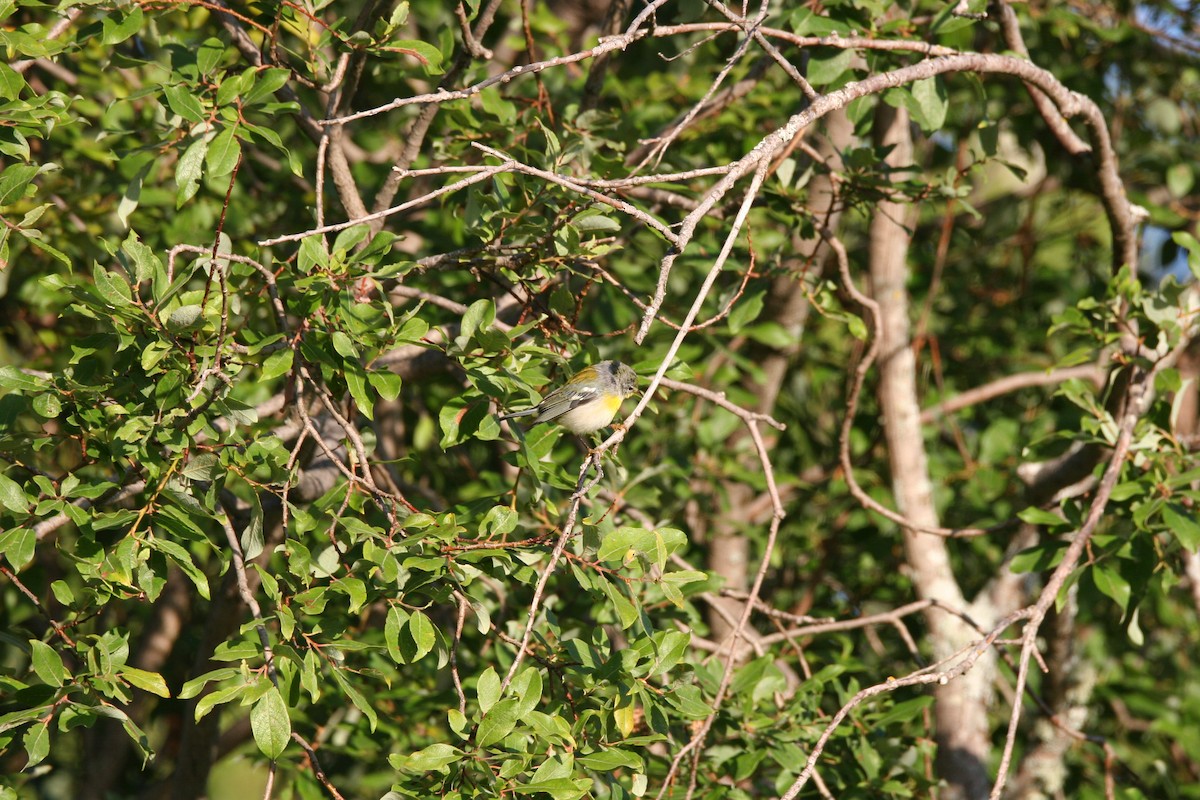 Northern Parula - ML641410532