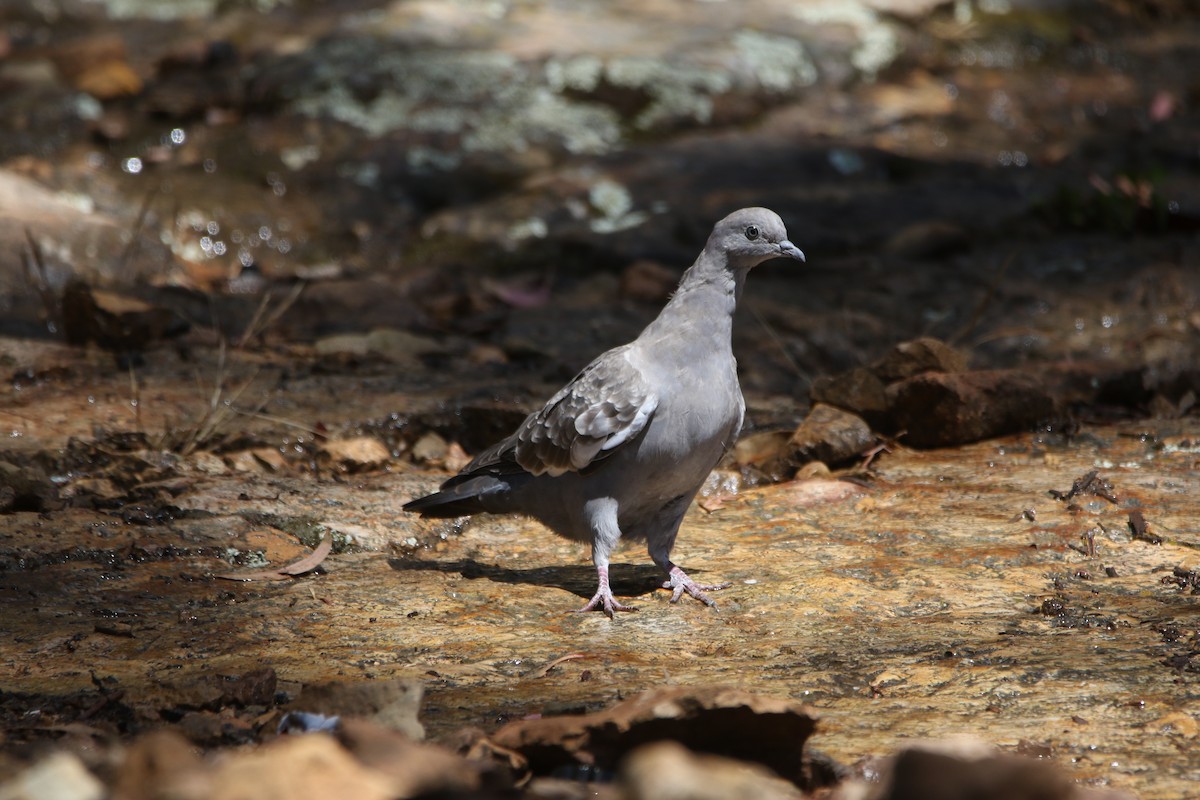 Spot-winged Pigeon - ML641410537